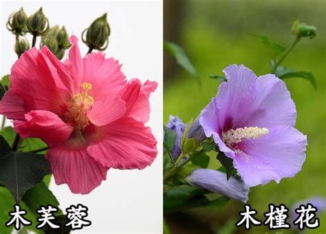 芙蓉是什麼花|芙蓉花(木槿屬植物):花卉名稱,基本信息,詳細介紹,花語,中藥材,基。